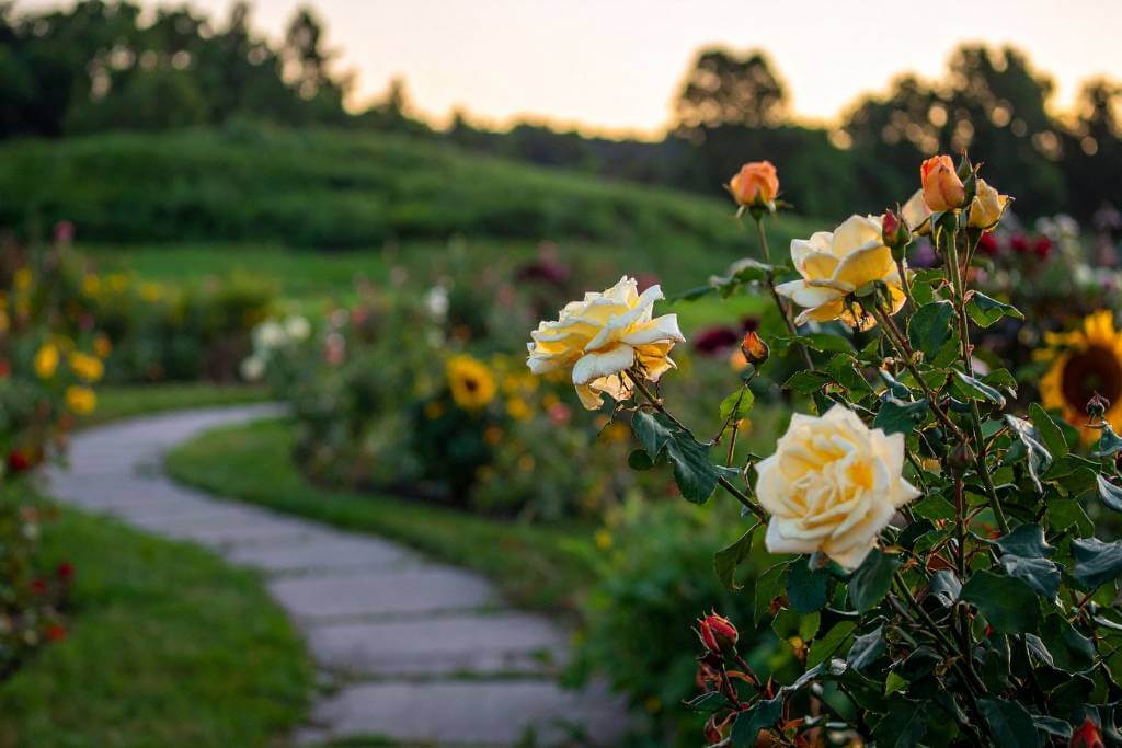 garden pathway with flowers