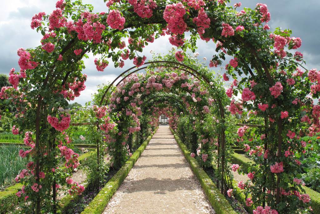 rose arch walkway